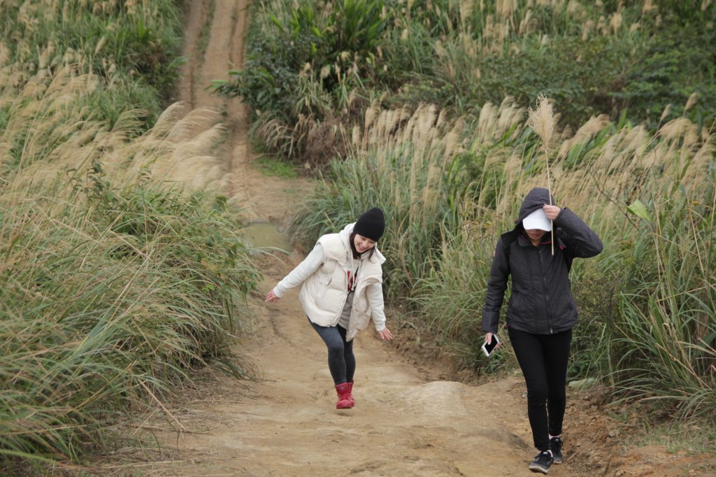 三角埔頂山尋芒草尾巴_1234570