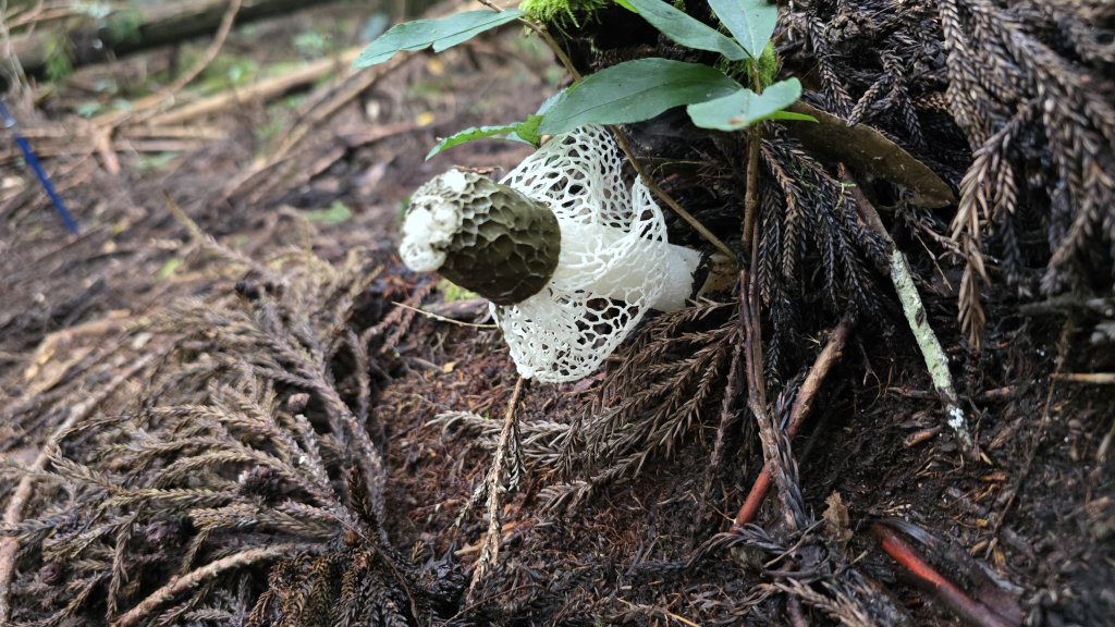 民都有山，夏日首選，好涼爽的中級山，新竹熱門登山景點，時而陽光穿林，時而濃霧彌漫，非常迷人。_2827251