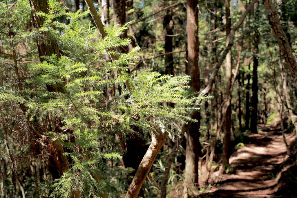 谷關七雄：新山馬崙山_178275
