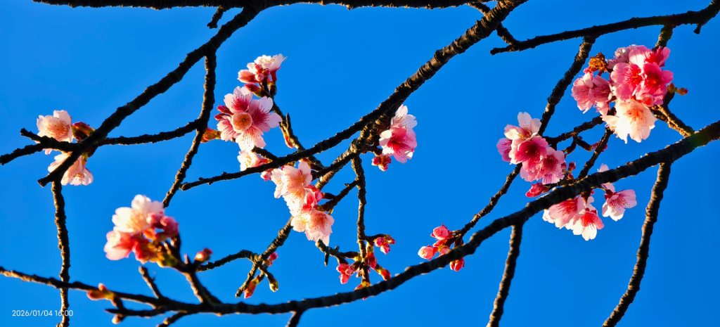 #花卉試驗中心 #永公路500巷 #平菁街42巷 #原住民公園 #士林官邸 1/4_2976578
