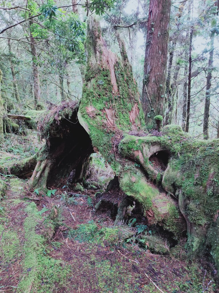 太平山檜木原始林步道_1293023