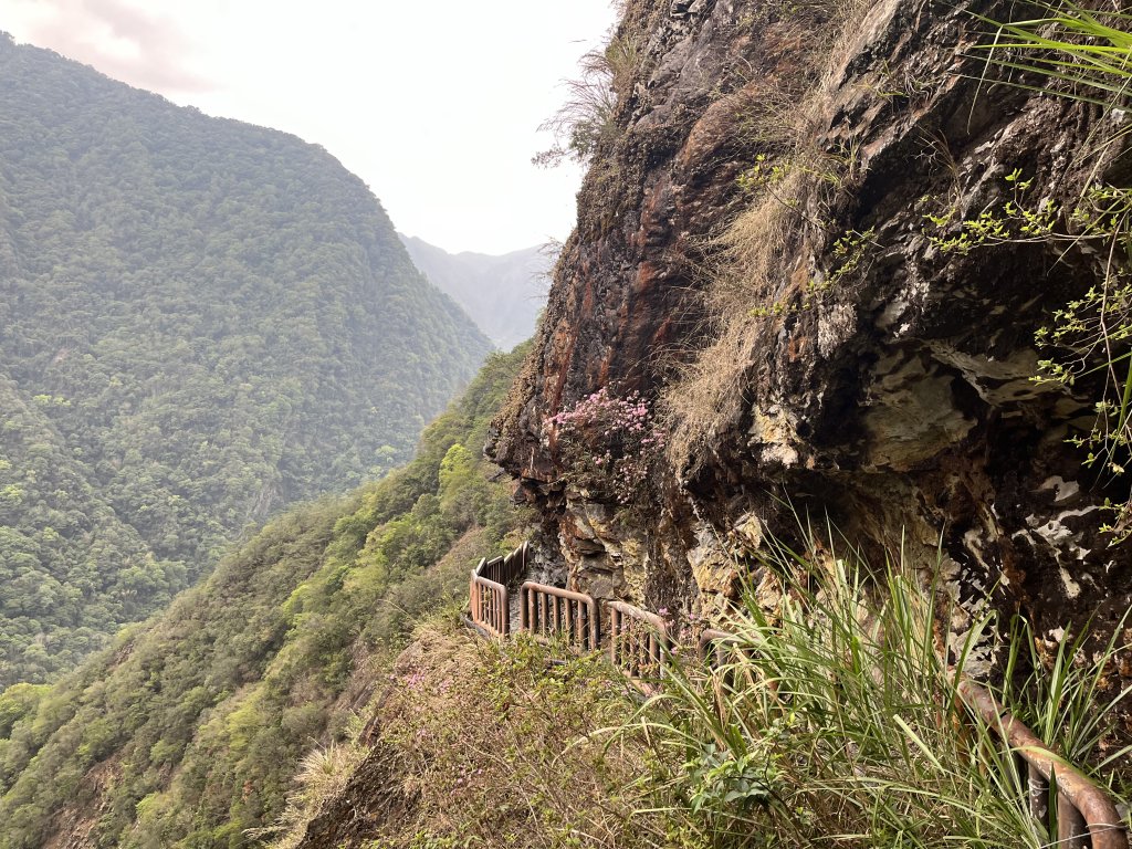 2024_0424 八通關雲龍瀑布步道_2492739