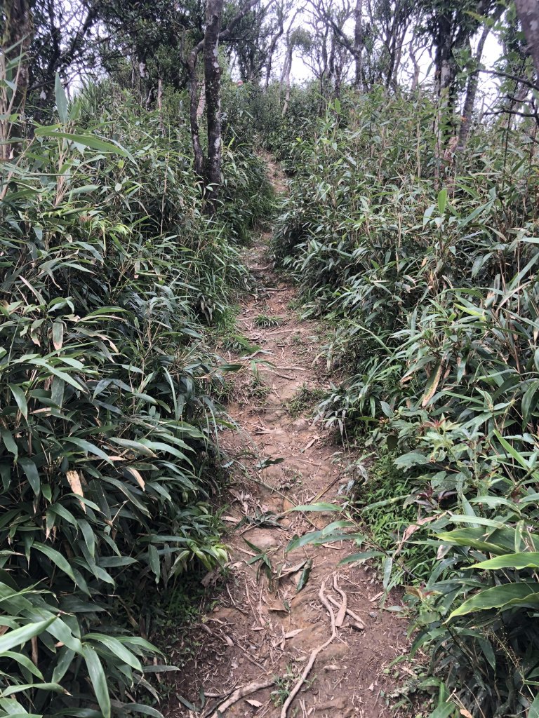 【宜蘭礁溪】抹茶山~超消暑聖母登山步道_640602