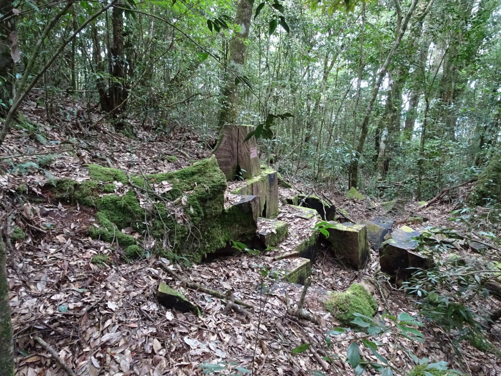 2022年02月13日(彰山協)南投日月潭四兄妹之中級山~大尖山縱走水社大山_1613417