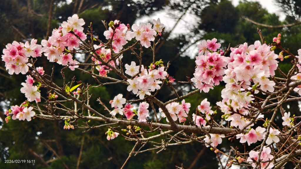 #虎山  #101大樓  #國父紀念館 #河津櫻 #中正紀念堂 2/19_3002648