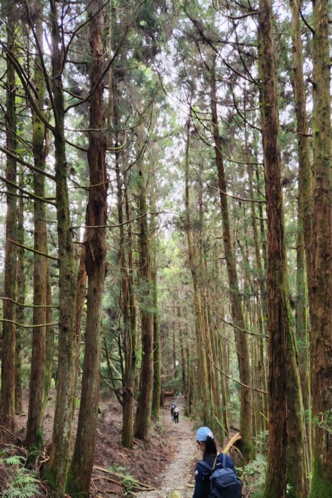 【中級山】五星級步道，谷關七雄馬崙山（八壯士進，斯可巴出）_2744947