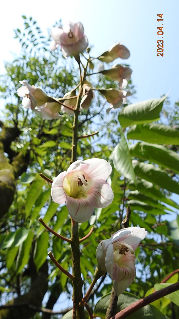邂逅江湖傳說已久鐘萼木(據說冰河孓遺植物)，再見差強人意的月光/日出雲海_2112252