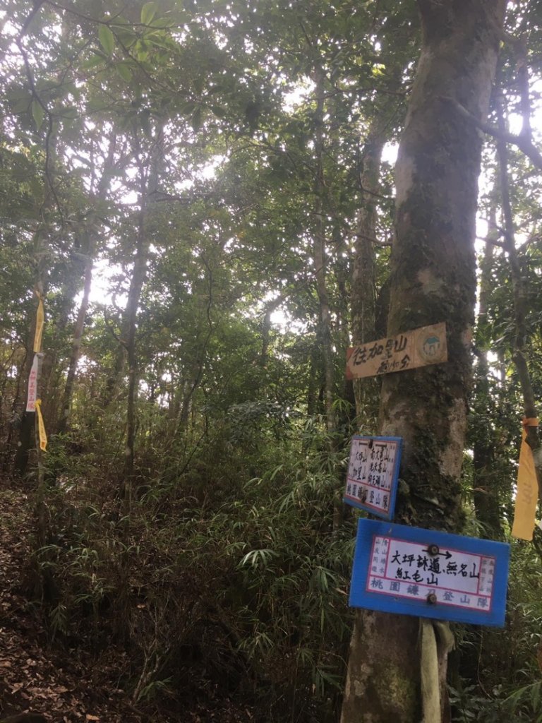 無名山、大坪山、加里山8字走、雲海看到飽_1924801