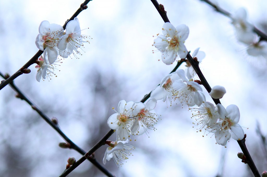 【臺南~楠西】梅嶺賞梅一~觀音步道_1246900