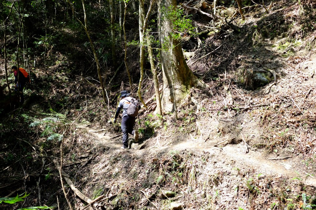新竹尖石鄉 高島縦走_1280718