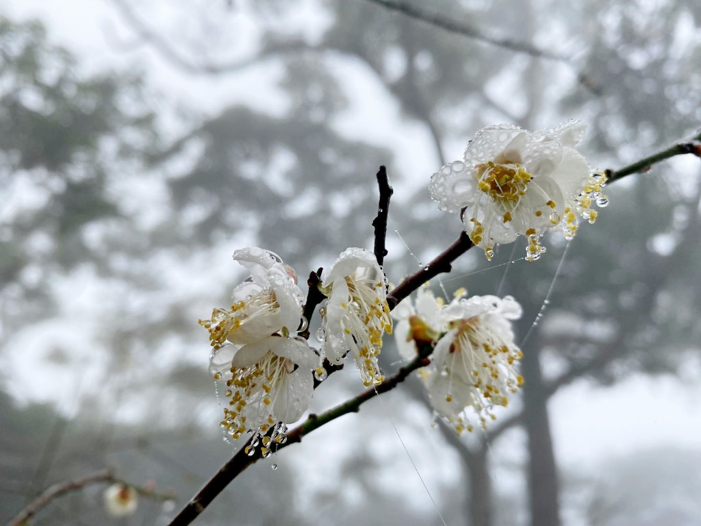 霧雨濛濛南橫玉穗山行 202118_1233453