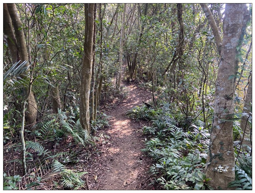 頭寮山、內湳溝山、牛角湳西南峰O型連走_2738965