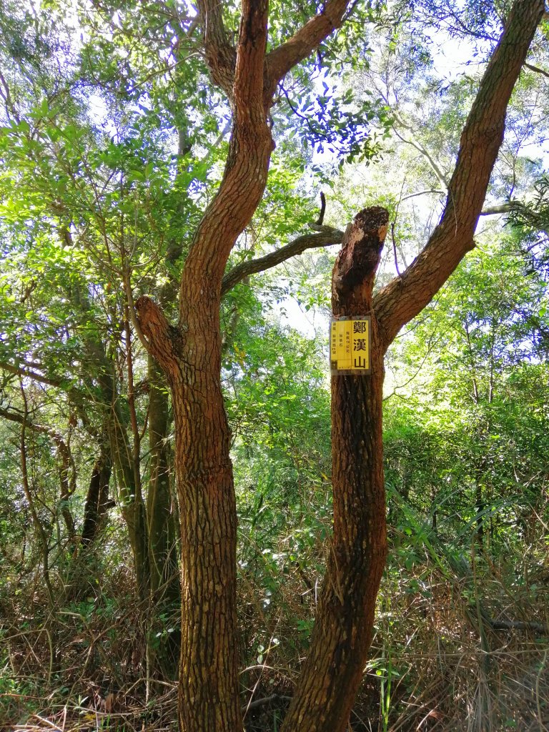 迷人的C型鐵道還有綠油油的稻田~鄭漢步道_990695