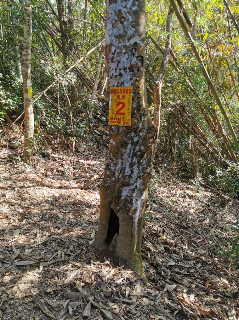 步道巡訪員│鳥嘴山步道 2 月巡訪日誌_820138