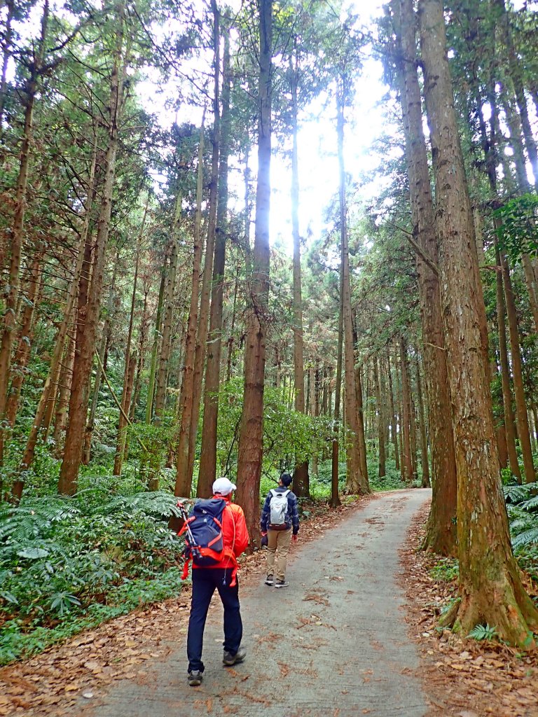 阿里山賞櫻順走得恩亞納O形2019322_550366