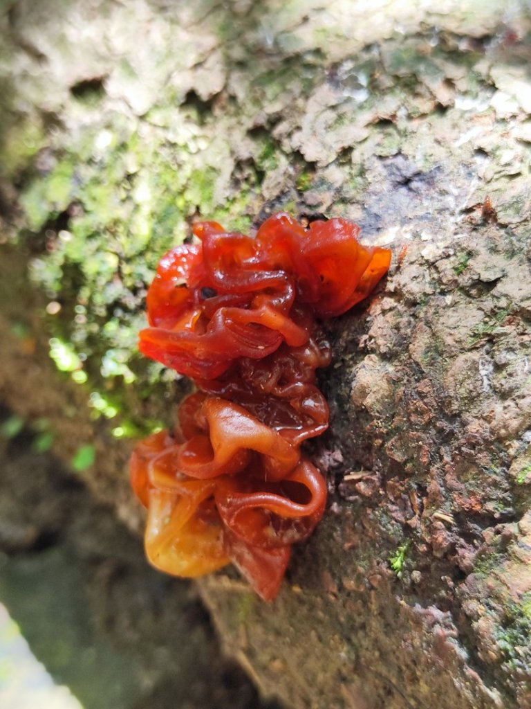 淡蘭北2+1逆走二刷_2772776