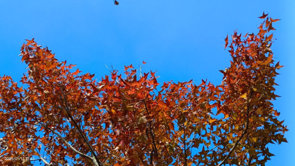 暖暖冬陽北投趴趴走，農禪寺/三層崎/貴子坑 #雪貂 #寵物貂_2686695