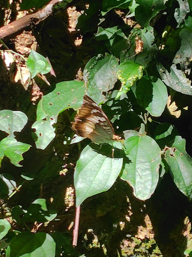守關山南峰 守關山 守城大山_2919102