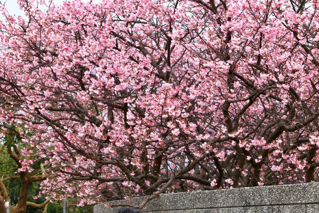 落羽松@原住民主題公園_1585885