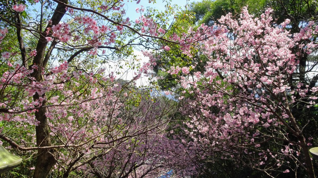 碧山巖櫻花_2035621