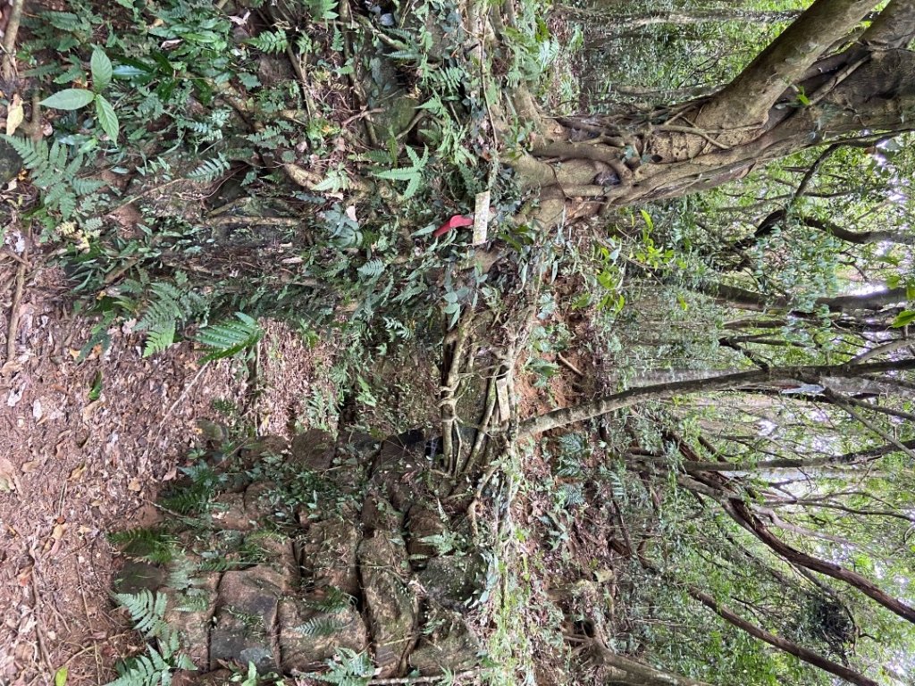 2025/09/07 大屯溪古道封面圖