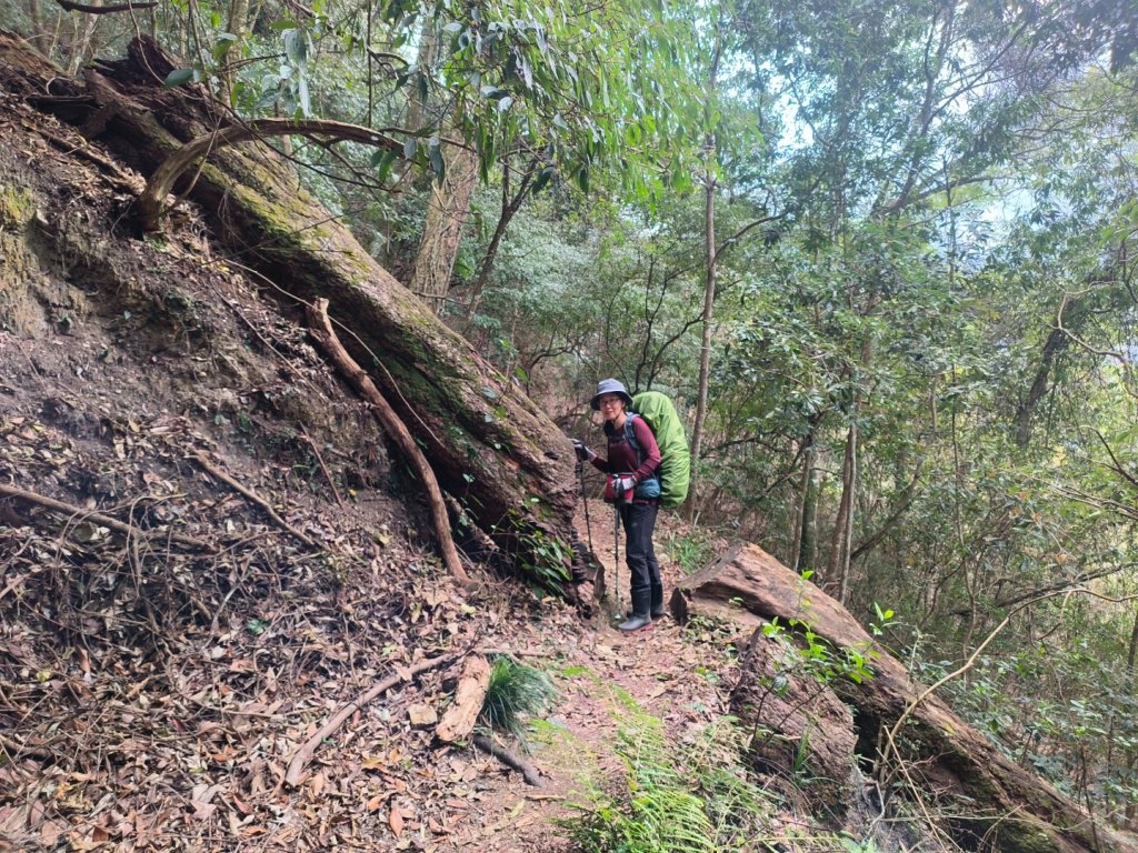 20240316 馬博8天縱走~第一天，東埔登山口到觀高工作站_2470725
