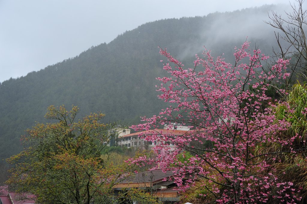 2022 D0219 瘋武陵 : 我的武陵櫻花朝聖之路_1616901