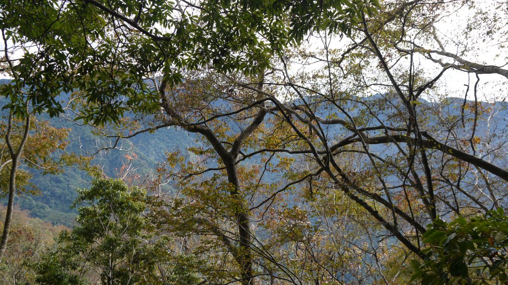 虎山登山健行趣(中級山)_1516959