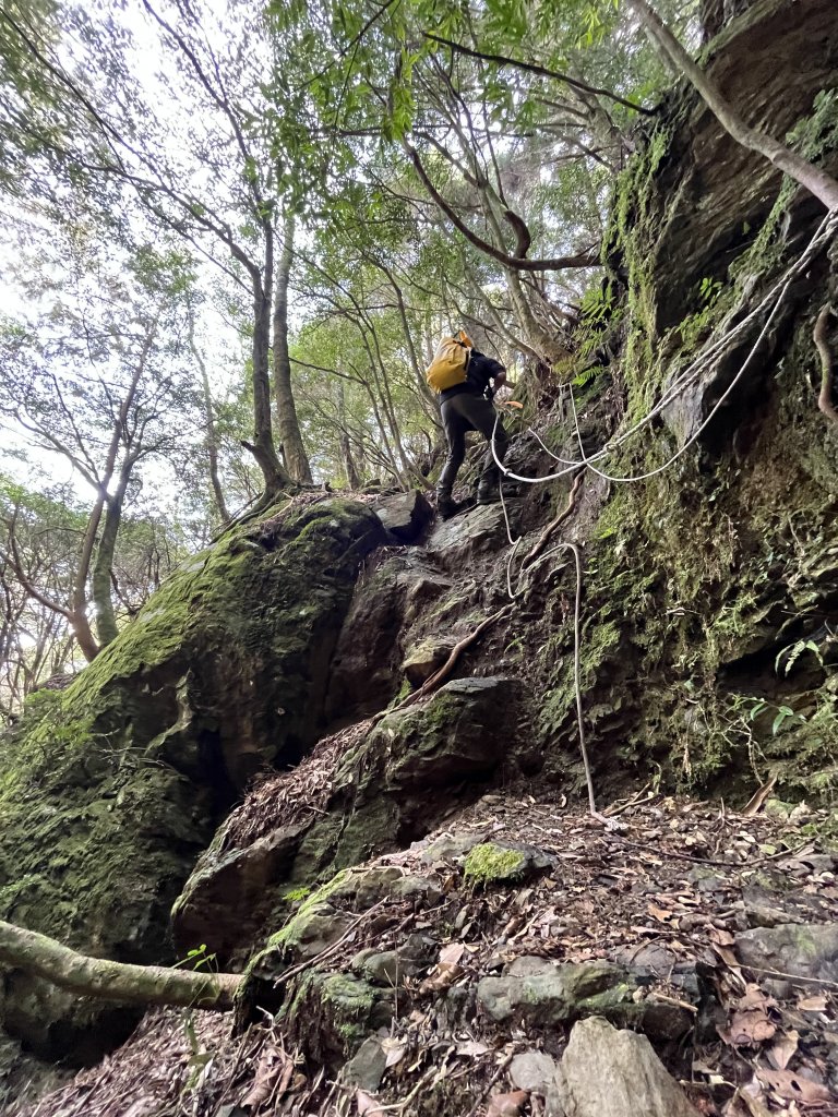 【樂山林道】鐵道遺跡、尤命神木、鹿坑山_1650765