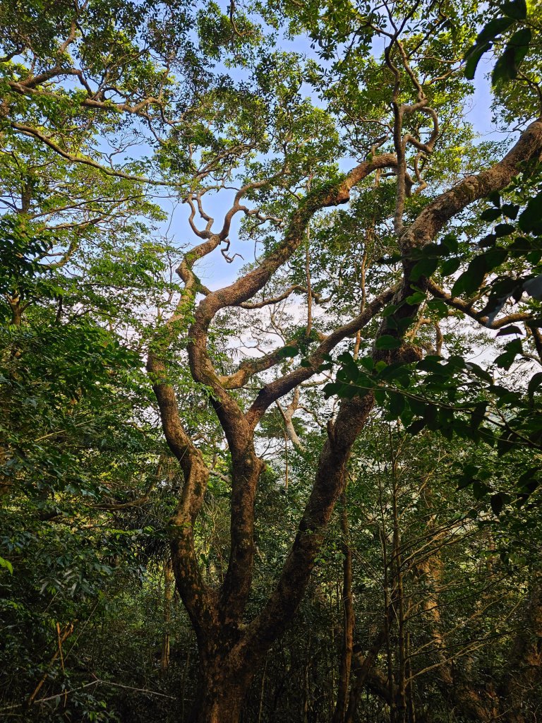 小百岳集起來-里龍山_2184741