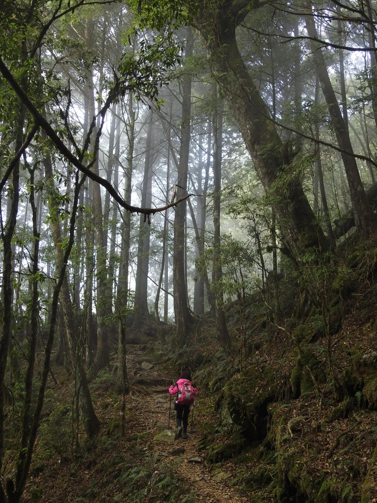 20180520 再訪八仙主峰_335592