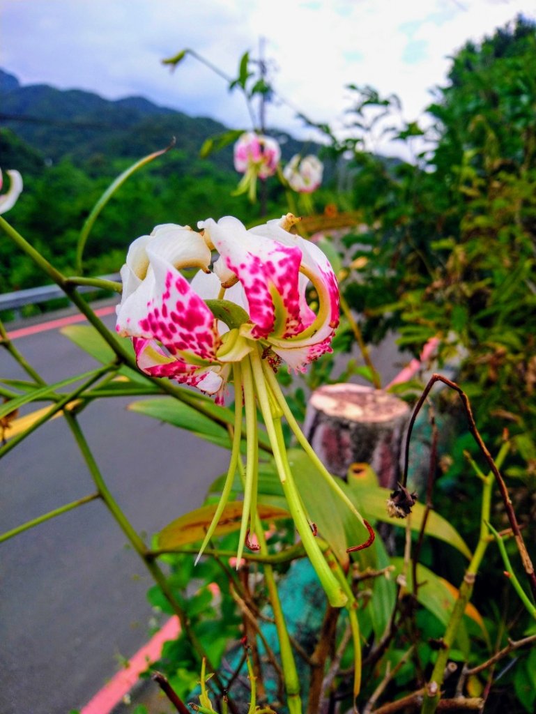 薯榔尖山、石筍尖山O走_656813