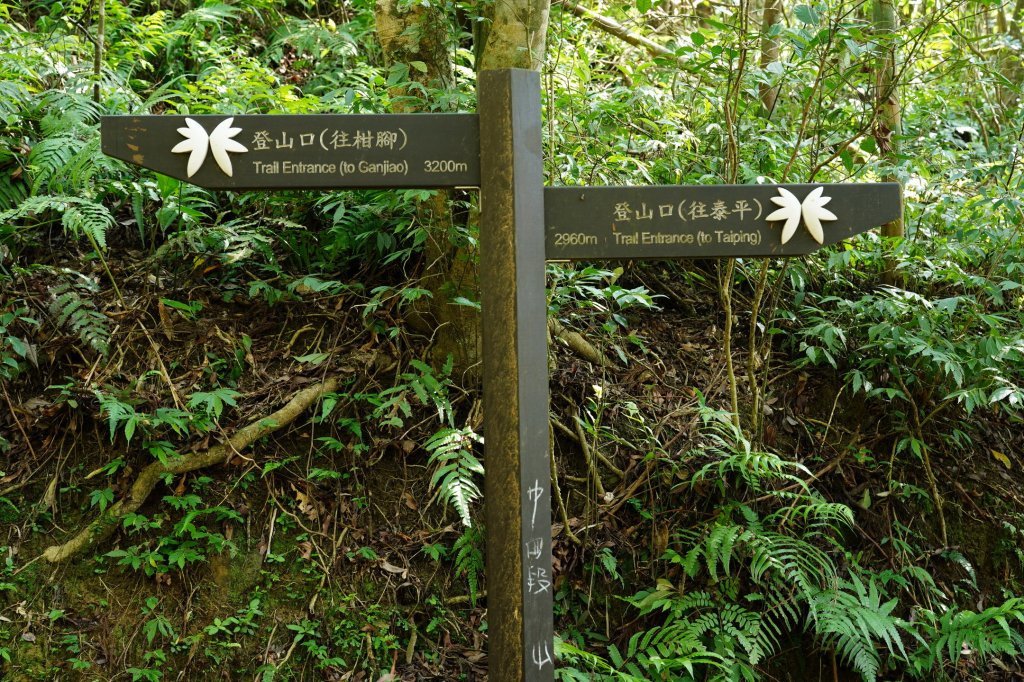 新北 雙溪 溪尾寮山、東柑腳山、柑腳山_2581802