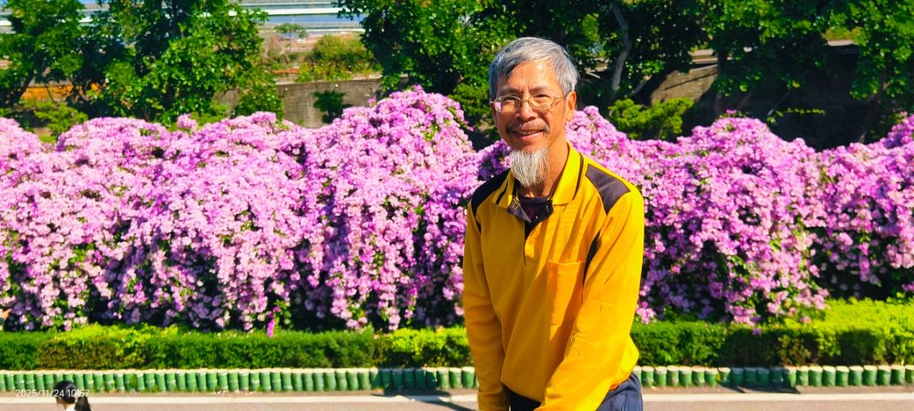 #蒜香藤 #泰山楓樹河濱公園 11/24_2943713