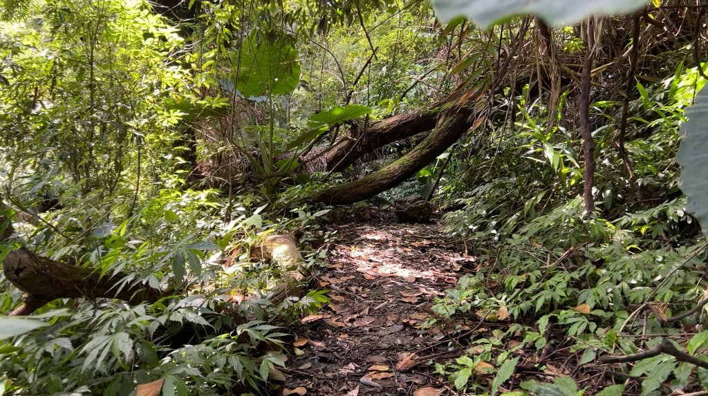 九份二山_2597567