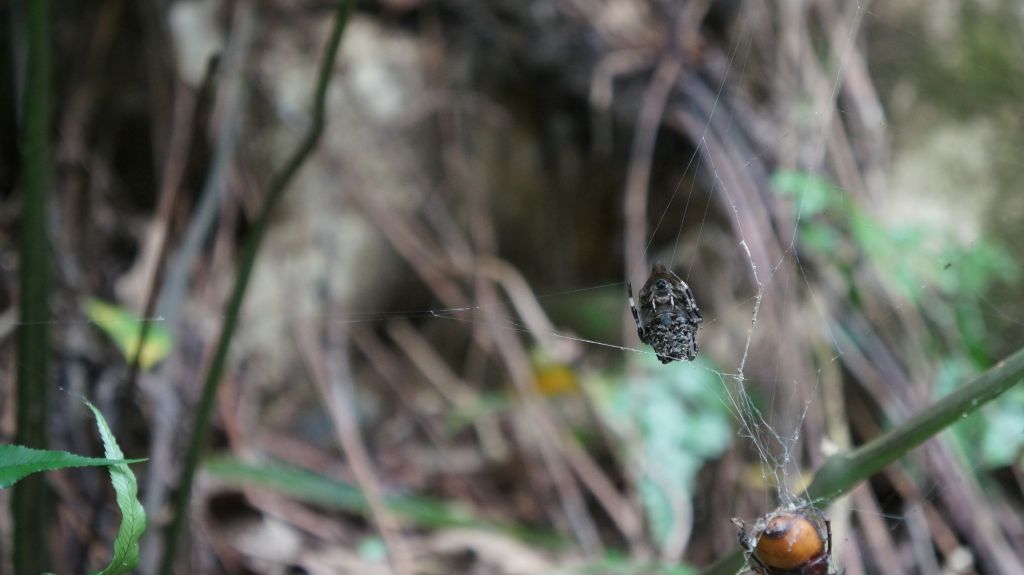 新溪洲山之樂_400307