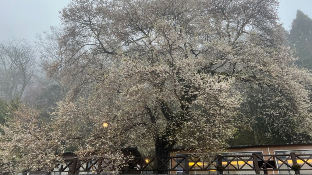 2022/03/07觀霧之美櫻王櫻后櫻妃亮麗登場_1635482