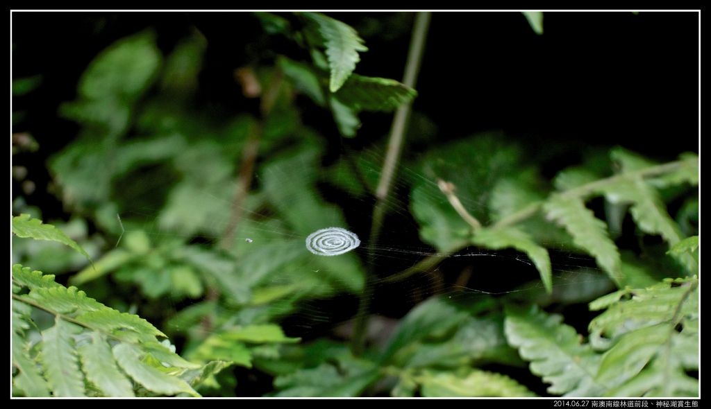 南澳 神秘湖（南澳南線林道）_351417
