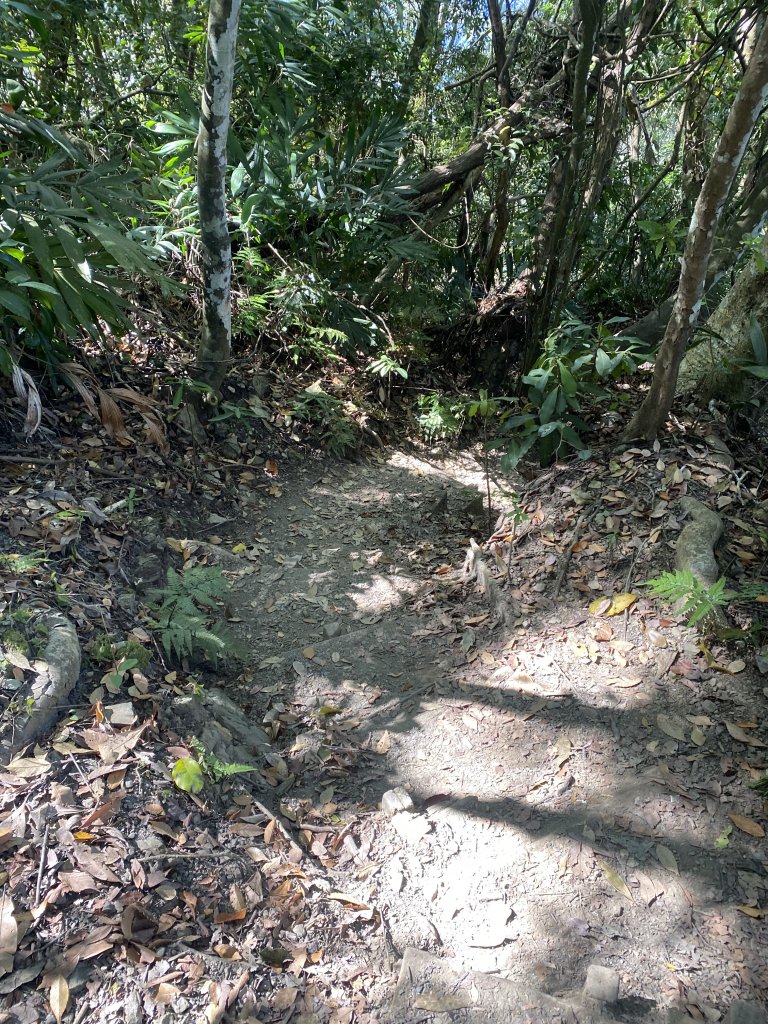 1111120泰安鄉鳥嘴山_2672941
