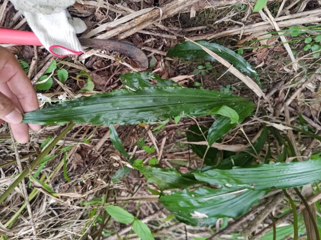 獅子頭山_2440529