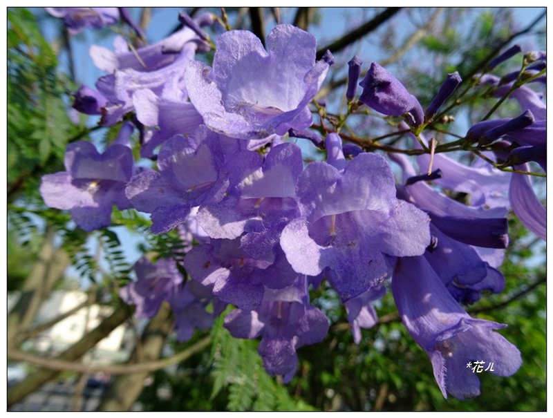 藍花楹花開封面圖