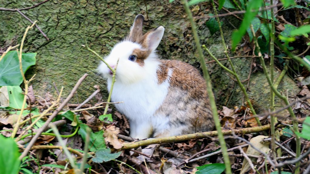 這裡怎麼有兔子還有藍腹鷴?_2663281