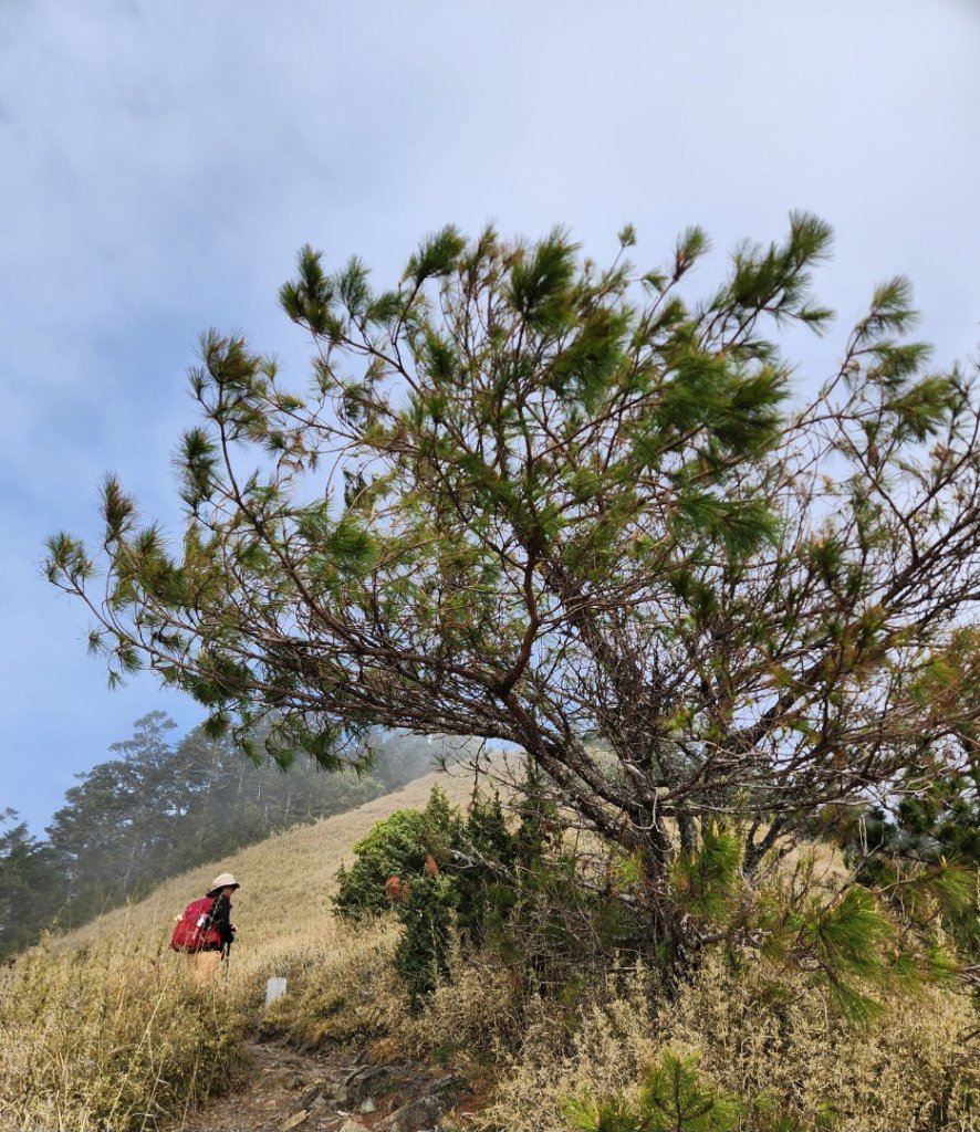 【百岳】志佳陽大山_2779772