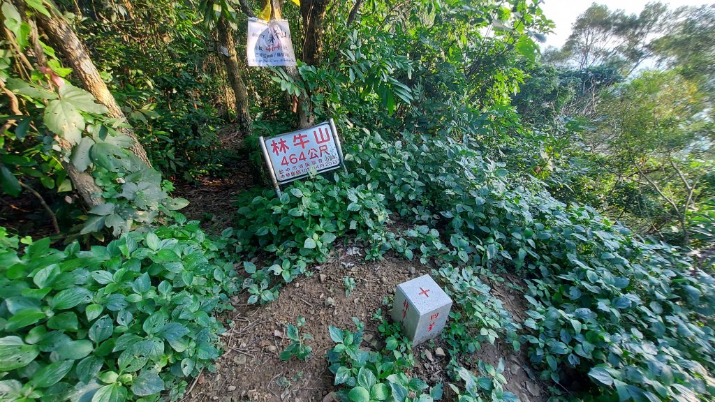 聚興山 林牛山除草封面圖