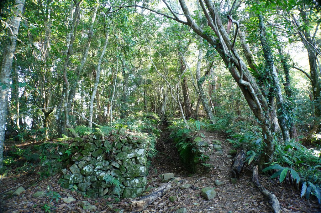 新竹 尖石 芝生毛臺山、虎禮山_2903150