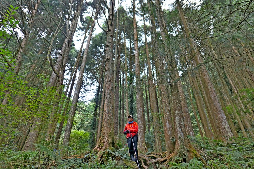 楓紅時節稍來山 2017/12/17_225710