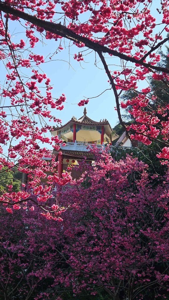 20260223石雲橋-元德寶宮賞櫻-大棟山_3004793