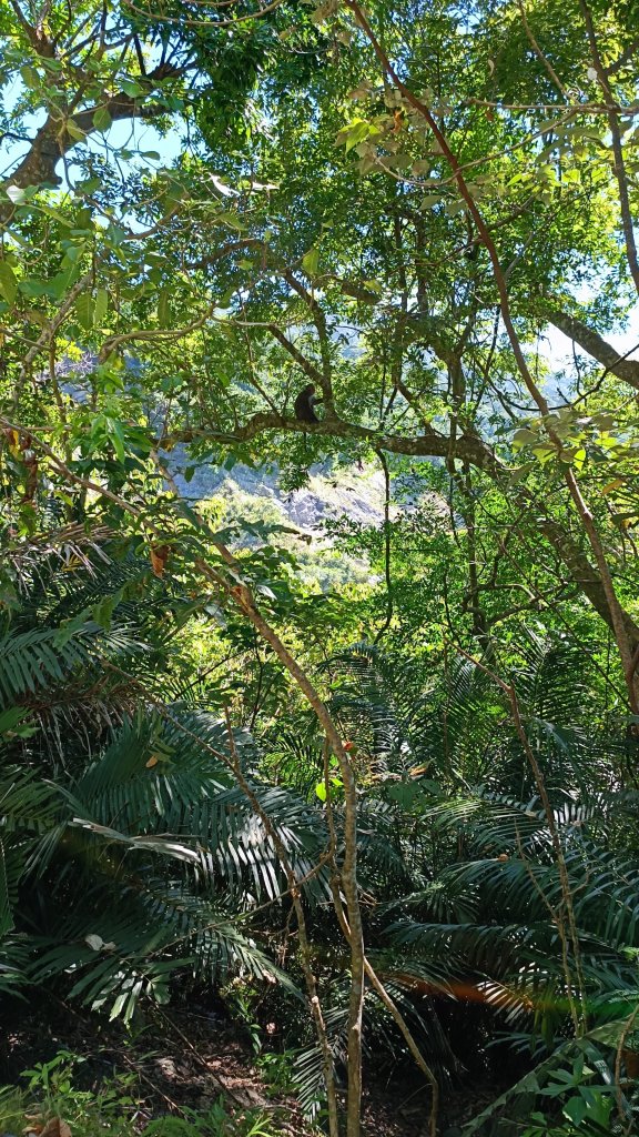 知本國家森林遊樂區步道_1775693