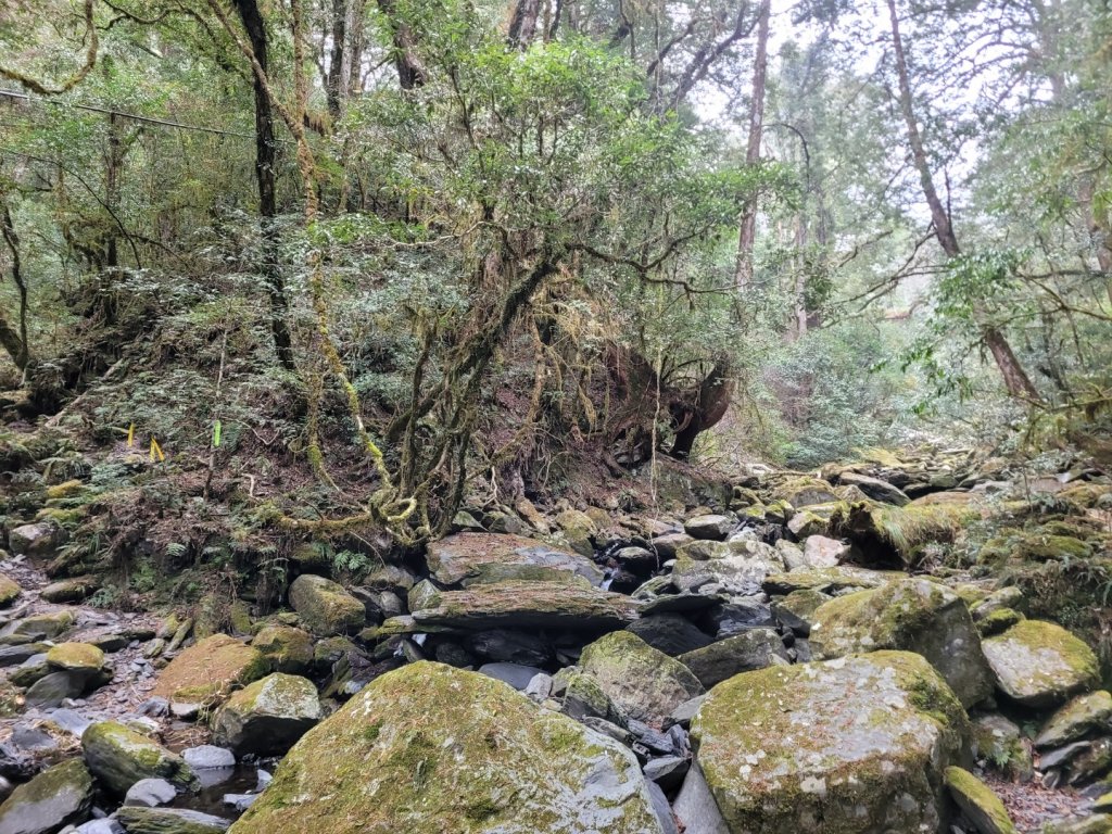 司馬庫斯上雪白山越嶺鴛鴦湖_2070092