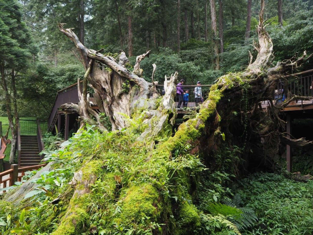 溪頭銀杏林沿溪神木步道20181028_446282